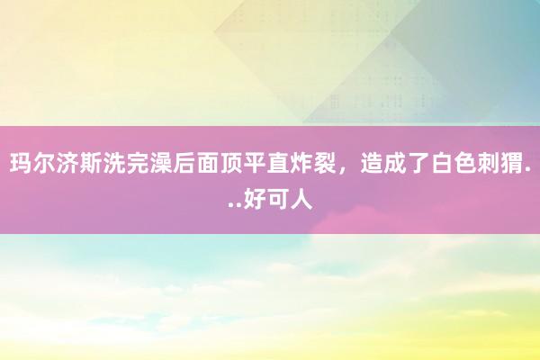 玛尔济斯洗完澡后面顶平直炸裂，造成了白色刺猬...好可人